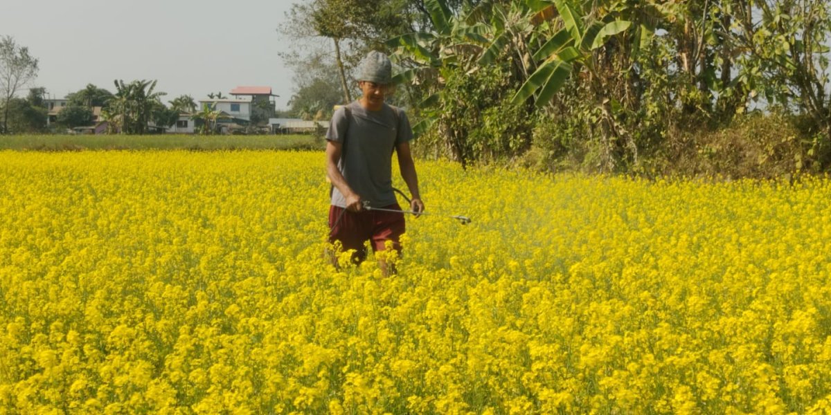 पहेंलपुर तोरीबारीमा लाहीको सास्ती
