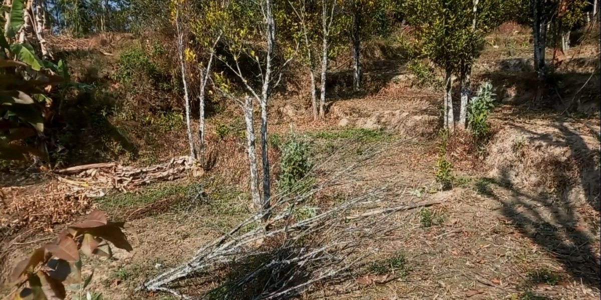 भोजपुरमा सुन्तलाका बोट सुक्न थालेपछि किसान चिन्तित, बगान नै सखाप हुने डर