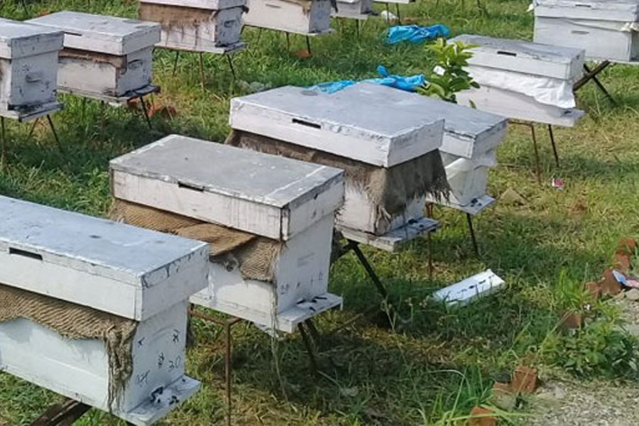 किसानलाई ५० प्रतिशत अनुदानमा मौरीको घार वितरण
