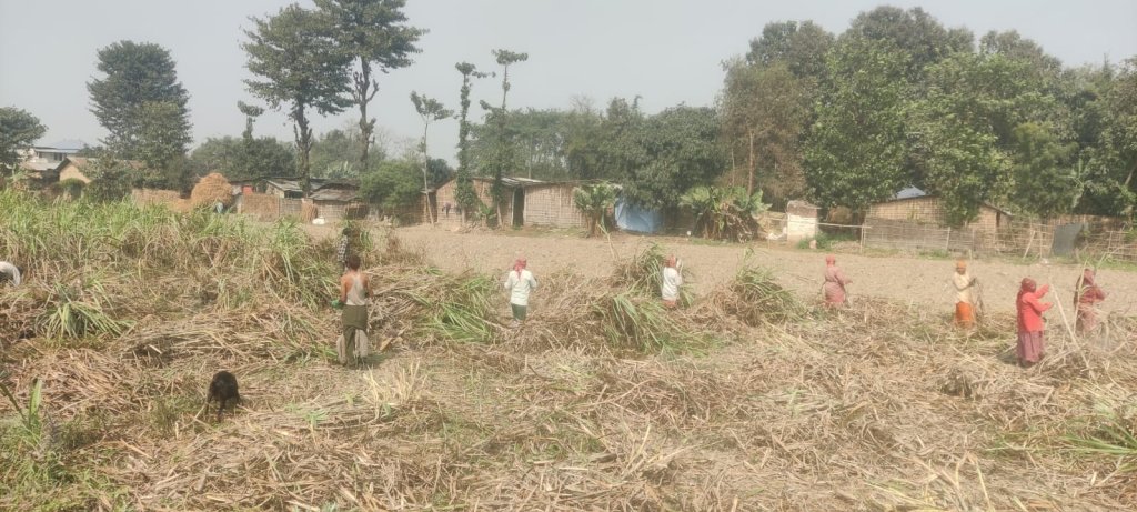 सुुनसरी ३ : हेभिवेटको भिडन्तले उखु किसानको मुद्दा ओझेलमा