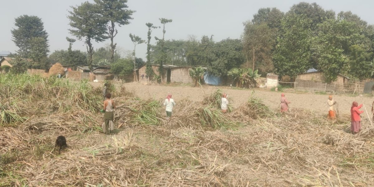 सुुनसरी ३ : हेभिवेटको भिडन्तले उखु किसानको मुद्दा ओझेलमा