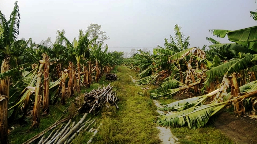 हावाहुरीले झापामा किसानको केराखेती नष्ट