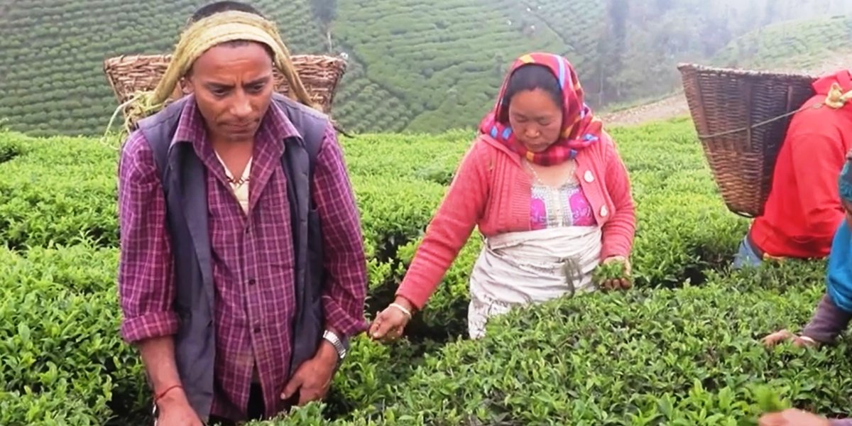 इलामका चिया बगानमा ‘फस्ट फ्लस’ टिपाइ सुरु