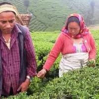 नेपाली चियामा अवरोध, गुणस्तरको बहाना कि व्यापारिक युद्ध ?