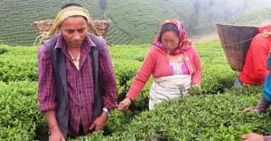 नेपाली चियामा अवरोध, गुणस्तरको बहाना कि व्यापारिक युद्ध ?