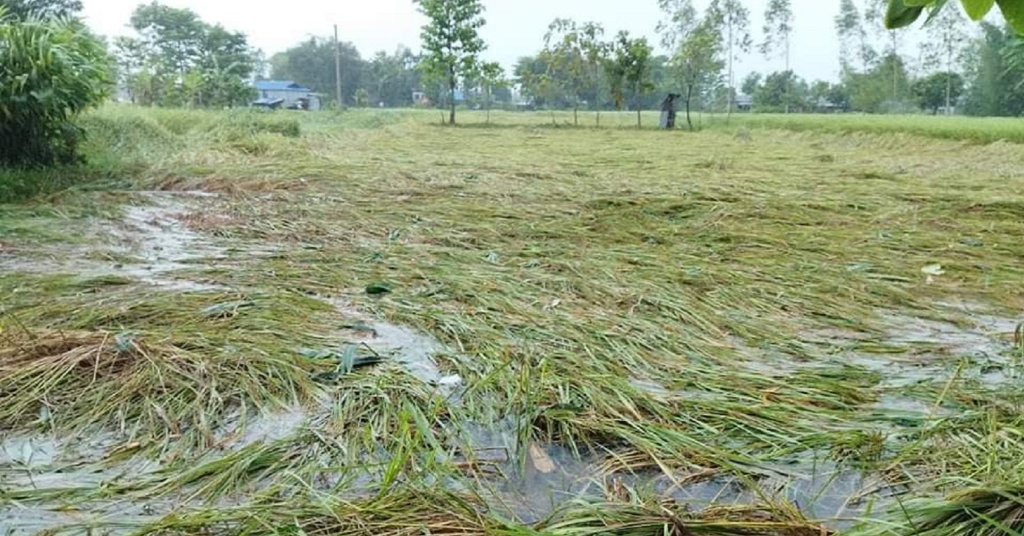 निरन्तर ढाँटिँदै किसान, बालेन सरकारले अरबौं क्षतिपूर्ति देला ?