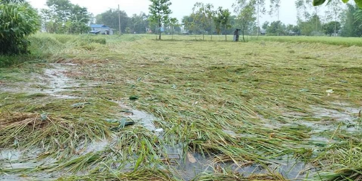 निरन्तर ढाँटिँदै किसान, बालेन सरकारले अरबौं क्षतिपूर्ति देला ?