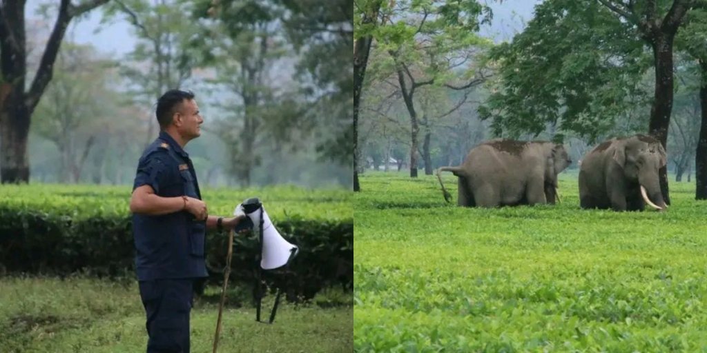 झापामा जङ्गली हात्तीको आतंक, स्थानीय त्रसित