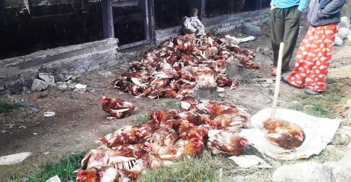 सुनसरीमा बर्डफ्लू फैलिँदै, १९ हजारभन्दा बढी कुखुरा नष्ट