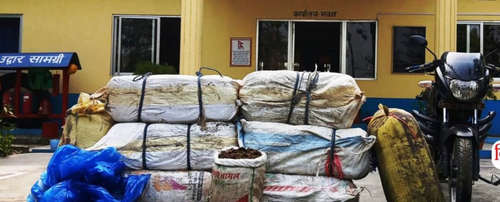 सप्तकोशीबाट २२५ केजी गाँजासहित दुई पक्राउ, कारबाट थप १५ किलो बरामद