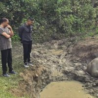 सुनसरीमा हात्तीको बच्चा मृत फेला