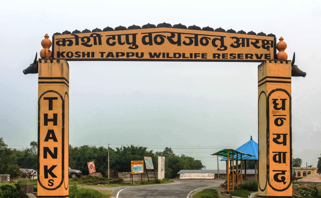 एक वर्षमा ११ हजार बढी पर्यटक पुगे कोशी टप्पु