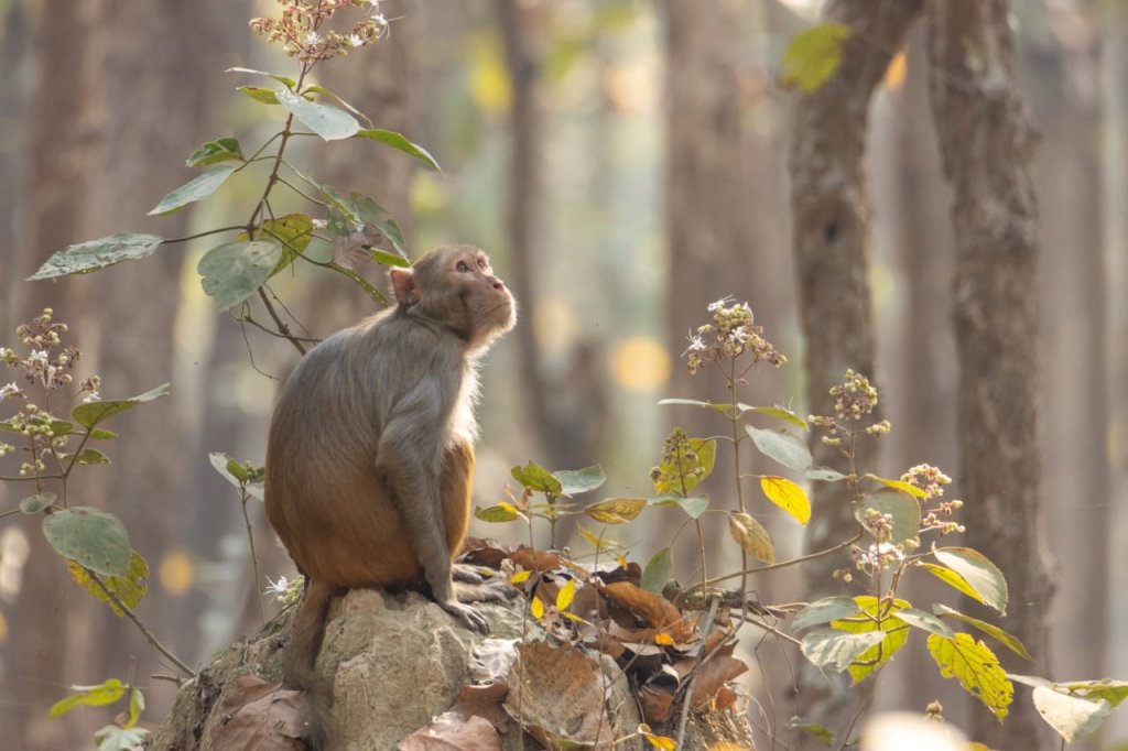 बाँदर खेद्न लालीगुराँस नगरपालिकाको अनौठो निर्णय : भोलि सार्वजनिक बिदा