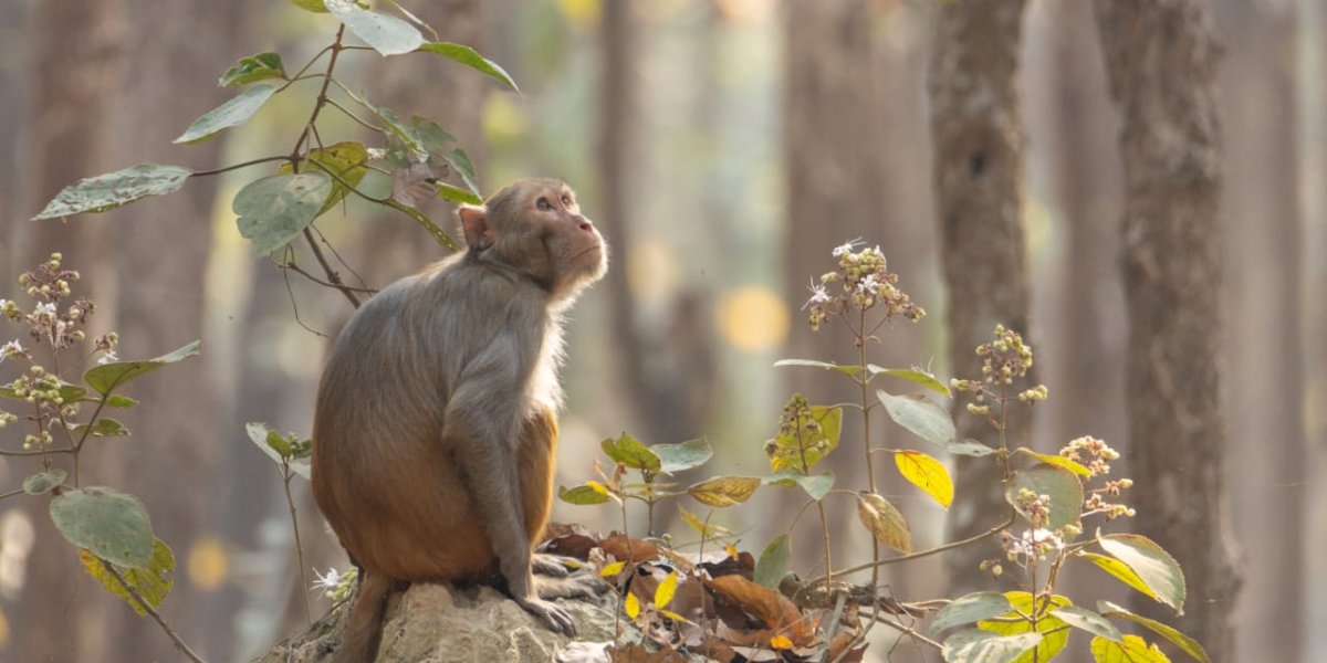 बाँदर खेद्न लालीगुराँस नगरपालिकाको अनौठो निर्णय : भोलि सार्वजनिक बिदा