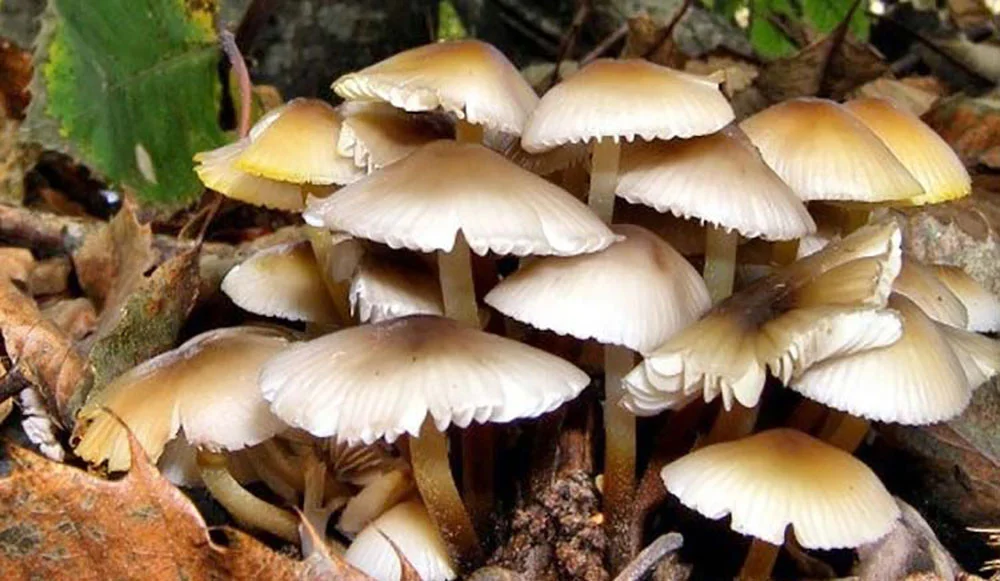 उर्लाबारीमा च्याउ खाँदा एकै परिवारका चार जना बिरामी