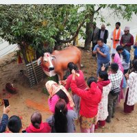 पञ्चकन्या मन्दिरमा गौ माता शिलामूर्ति अनावरण