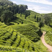 नेपाली चियामा भारतले गरेको कडाई हटायो, अझैं संशय कायम
