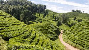 नेपाली चियामा भारतले गरेको कडाई हटायो, अझैं संशय कायम