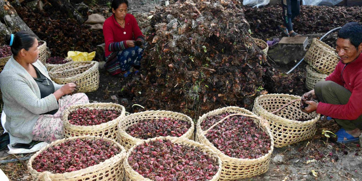ताप्लेजुङमा पहिलोपटक प्रदेशस्तरीय अलैँची महोत्सव हुँदै