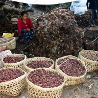 ताप्लेजुङमा पहिलोपटक प्रदेशस्तरीय अलैँची महोत्सव हुँदै