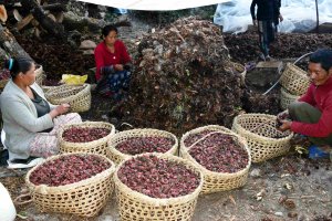ताप्लेजुङमा पहिलोपटक प्रदेशस्तरीय अलैँची महोत्सव हुँदै