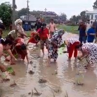 प्रधानमन्त्रीको निर्वाचन क्षेत्रमा सडकमै धान रोपेर स्थानीयको विरोध