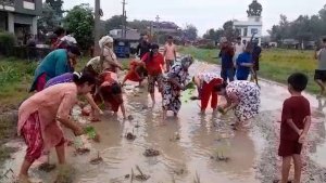 प्रधानमन्त्रीको निर्वाचन क्षेत्रमा सडकमै धान रोपेर स्थानीयको विरोध