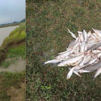 पोखरीमा रहस्यमय रूपमा माछा मरेपछि विषादी हालिएको आशंकामा अनुसन्धान