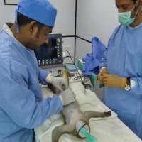 आतंक नियन्त्रण गर्न भोजपुरको पौवादुङमा गाउँपालिकाले बाँदर बन्ध्याकरण गर्ने