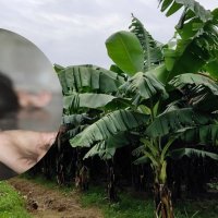 घर पुर्‍याइदिने बहानामा दुई किशोरीमाथि बलात्कार गर्ने युवक पक्राउ
