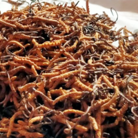 अनुमतिबिनै यार्सागुम्बा सङ्कलन गर्ने चार जना पक्राउ