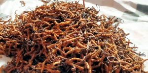 अनुमतिबिनै यार्सागुम्बा सङ्कलन गर्ने चार जना पक्राउ