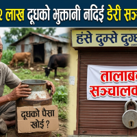 हंसे दुम्से दुग्ध डेरीले दूध खरिदको २२ लाख नदिएको किसानको गुनासो