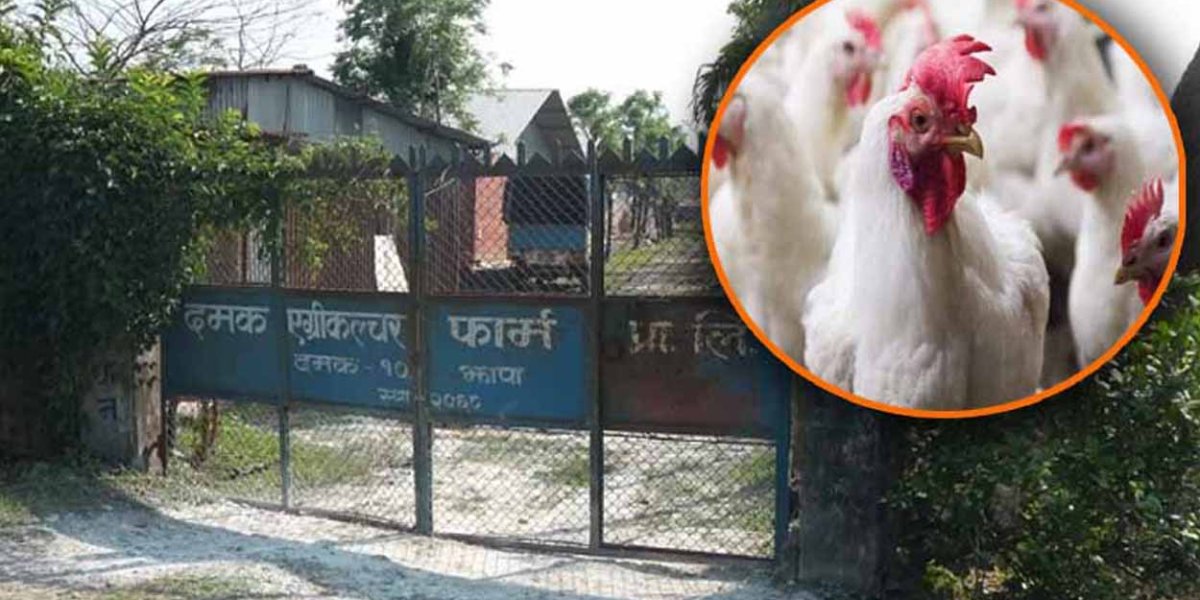 बर्डफ्लुबाट झापाका चार कुखुरा फार्ममा करिब ३ करोडको क्षति