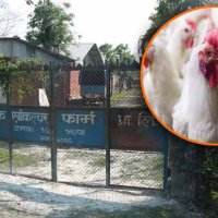 बर्डफ्लुबाट झापाका चार कुखुरा फार्ममा करिब ३ करोडको क्षति