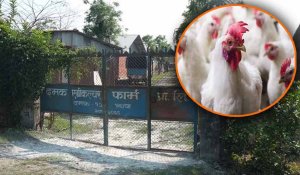 बर्डफ्लुबाट झापाका चार कुखुरा फार्ममा करिब ३ करोडको क्षति
