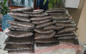 सप्तकोशीमा तैरिरहेको ३०८ किलो गाँजा बरामद