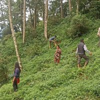 मुन्दुम पदमार्गमा लालीगुराँस रोपण अभियान, पहिलो चरणमा १०० बिरुवा रोपियो