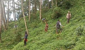 मुन्दुम पदमार्गमा लालीगुराँस रोपण अभियान, पहिलो चरणमा १०० बिरुवा रोपियो