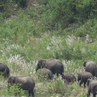झापा र इलाममा हात्तीको बथान स्थायी रुपमा सक्रिय