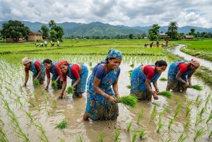 कोशीको तराईमा ७५ प्रतिशत रोपाइँ सकियो, तर किसानलाई मलकै पिरलो
