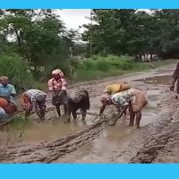 सडकमै धान रोपेर विरोध